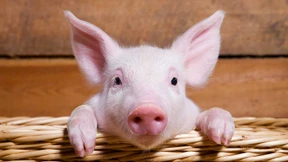 Nicht ohne mein Steak