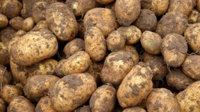 Rin in die Kartoffeln