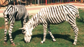 Orientierung im Kunstdschungel