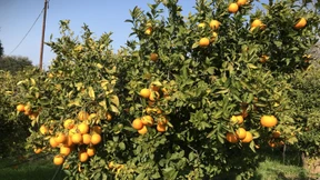 Im Land, wo die Zitronen weniger blühn