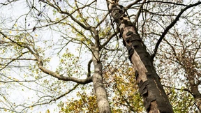 Mein Freund, der Baum, ist krank