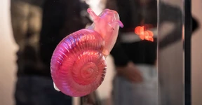 Fossilien, die rocken