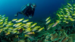 Können wir das Meer noch retten?