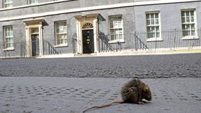 Ratmageddon im Königreich