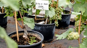 Dem Riesling in die Gene schauen