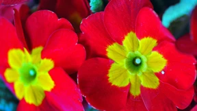 Farbenfrohe „Blütenzwerge“ im Park Belvedere