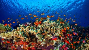 Australien warnt vor dem Ende des Great Barrier Reef