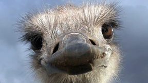 Die Strategien der Ängstlichen