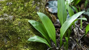 Mann verwechselt Bärlauch mit giftigem Doppelgänger