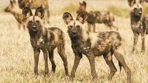 Wer dafür ist, niest