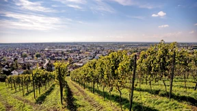 Viele Weine, wenige Königinnen