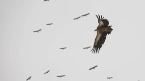 Wo die wilden Tiere wohnen