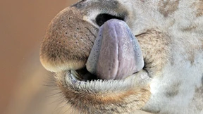 Sie hat Boris Becker verraten