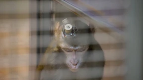 Weniger Tierversuche in Hessen