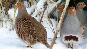 Die Rückkehr der Frühlingsboten