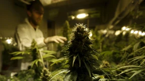 Hanf heilt. Hoffentlich