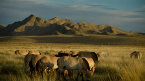 Evolution auf der Überholspur