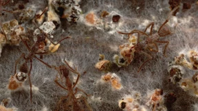 Die ersten Pilzfarmer