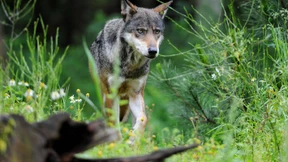 Nur gucken, nicht folgen!