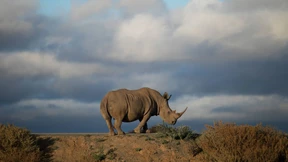 Und plötzlich ganz unten in der Nahrungskette