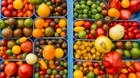 Europas Genpolitik spielt den Multis in die Hände