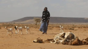 Das Monster stirbt, der Hungertod bleibt