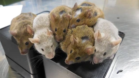 Es geht auch ohne Sex