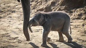 Warum Elefanten so kooperativ sind