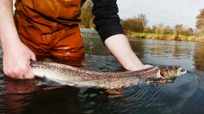 Mehr Lachse schwimmen aus dem Meer bis nach NRW