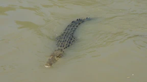 „Sie schwimmen die Hauptstraße entlang und lungern in Gärten herum“