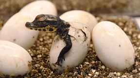 Die Macht der Kleinen