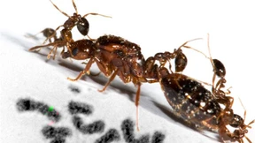 Diese Ameisen nehmen es mit Elefanten auf