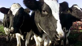 Risikoforscher beziehen Stellung zur Antibiotika-Frage     