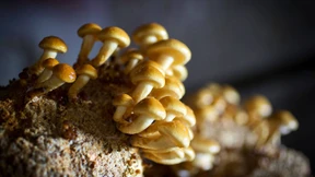 „Man kann sie alle essen – aber manche eben nur einmal“