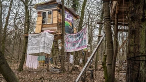 Vom Leben in Bäumen und im Rechtsstaat