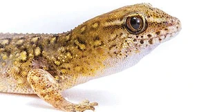 Großmäuler im Vorteil