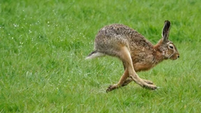 Schulze fordert Trendumkehr beim Artenschutz