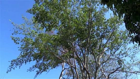 Kolumbiens „magische Bäume“