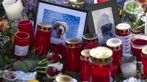 Gassigehen wegen Giftködern nur mit Maulkorb