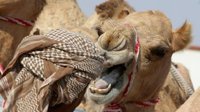 Wie vermehrt man Intelligenz?