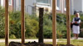 Friedenseiche abgesägt