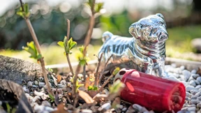 Dem Hund ein Grab unterm Baum