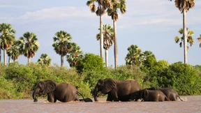 Bulldozer im Paradies