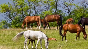 Pferde mischen sich unter Straßenverkehr