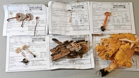 Der komplizierte Wert der Natur