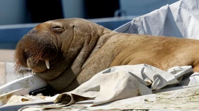Vor Oslo schwimmendes Walross Freya wurde eingeschläfert
