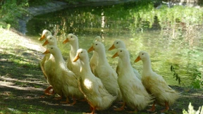 Jede Menge Geflügel