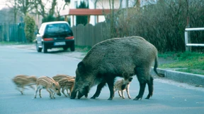 Wildschwein trifft Auto 