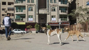 Vorsicht, tollwütiger Hund!