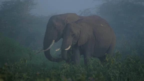 Kenias Elefanten in Bedrängnis